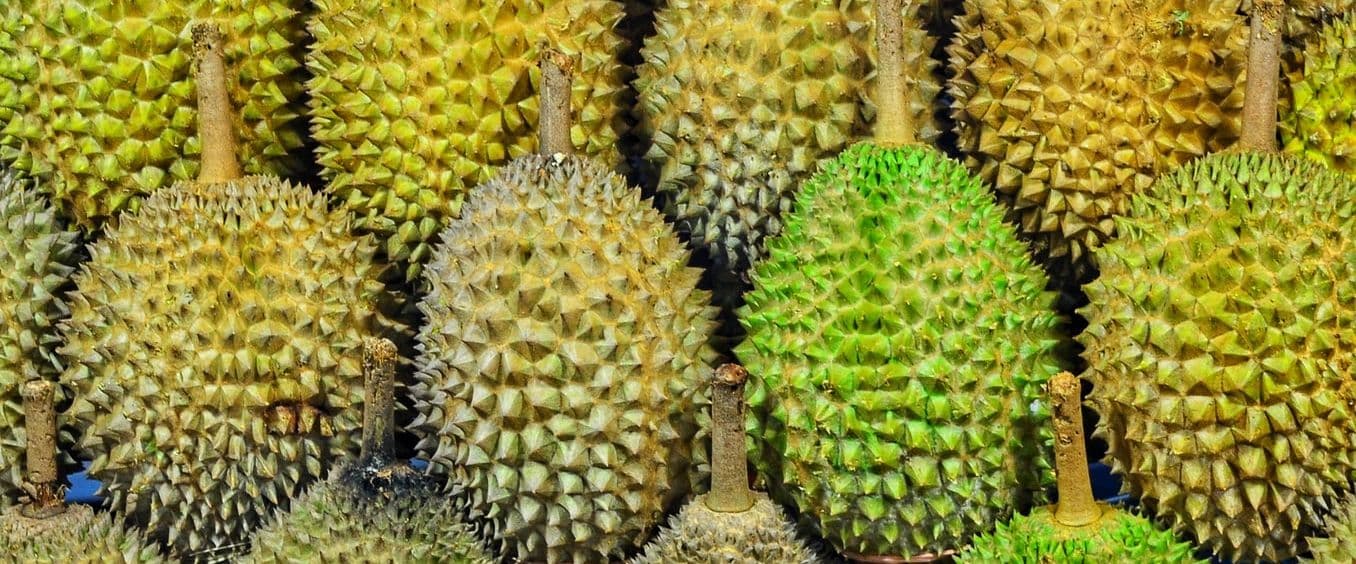 Fruit Monkeys